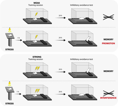 Behavioral tagging as a mechanism for aversive-memory formation under acute stress
