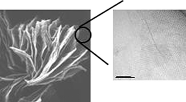 Synthesis of mesoporous carbon platelets of high surface area and large porosity from polymer blends-calcium phosphate nanocomposites for high-power supercapacitor