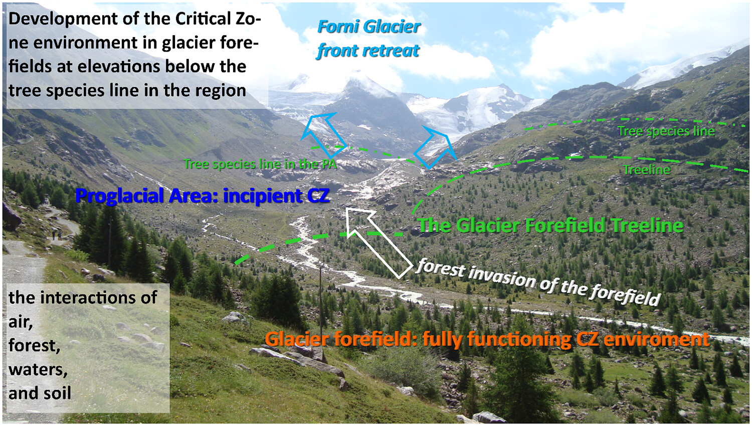Development of the critical zone environment in the highly dynamic landscape of the Forni Glacier forefield: Winds, tree vegetation, pedogenesis and surface waters after glacier retreat