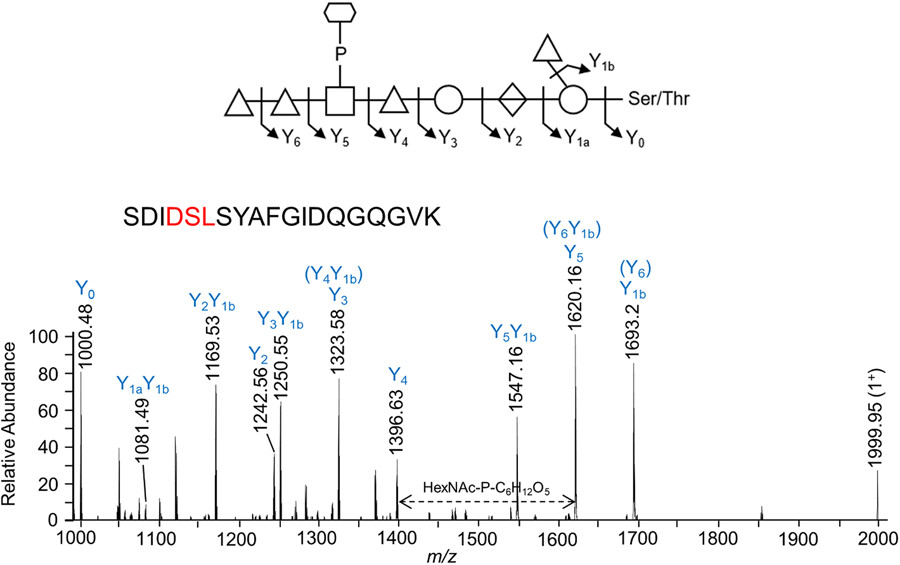 Ultrastructural and glycoproteomic characterization of Prevotella intermedia: Insights into O-glycosylation and outer membrane vesicles