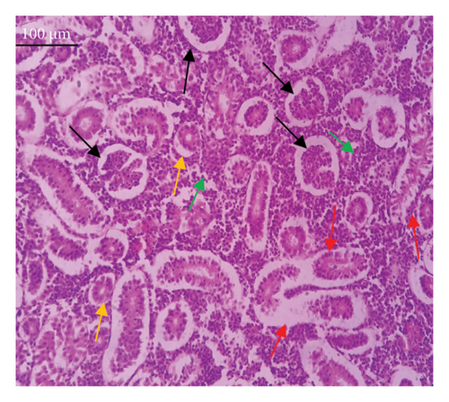Details are in the caption following the image Details are in the caption following the image
