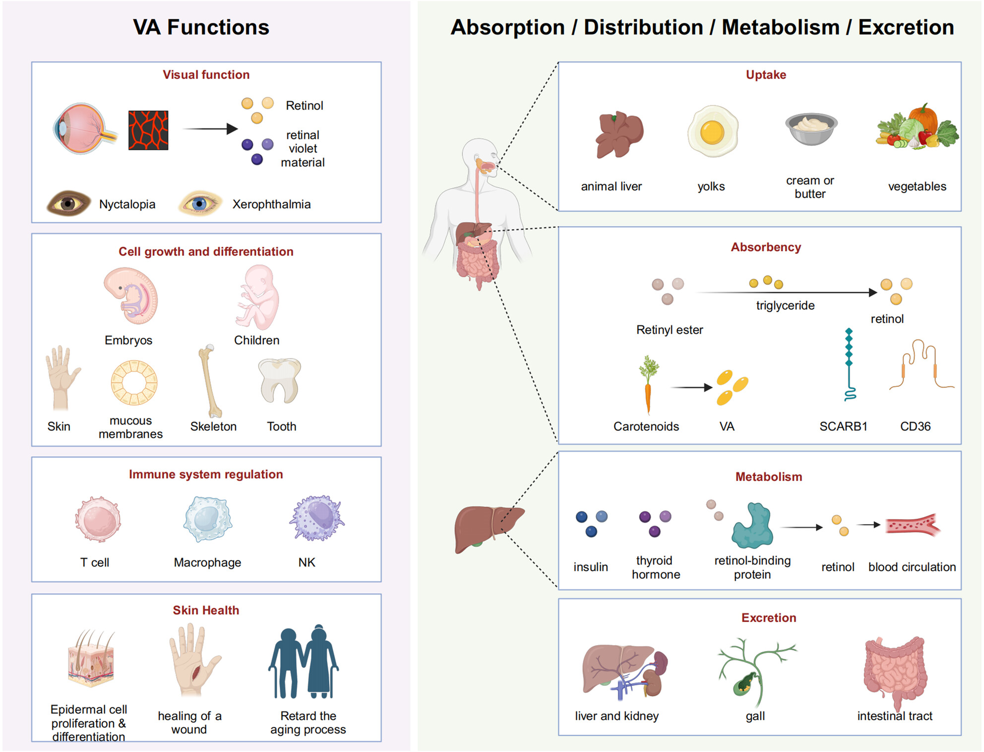 Vitamin A and Its Related Diseases