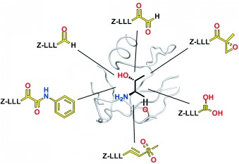 Ein systematischer Vergleich peptidischer Proteasominhibitoren unterstreicht α-Ketoamid als vielversprechende elektrophile Leitstruktur