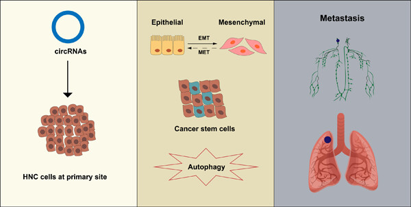 Emerging roles of circular RNAs in the invasion and metastasis of head and neck cancer: Possible functions and mechanisms