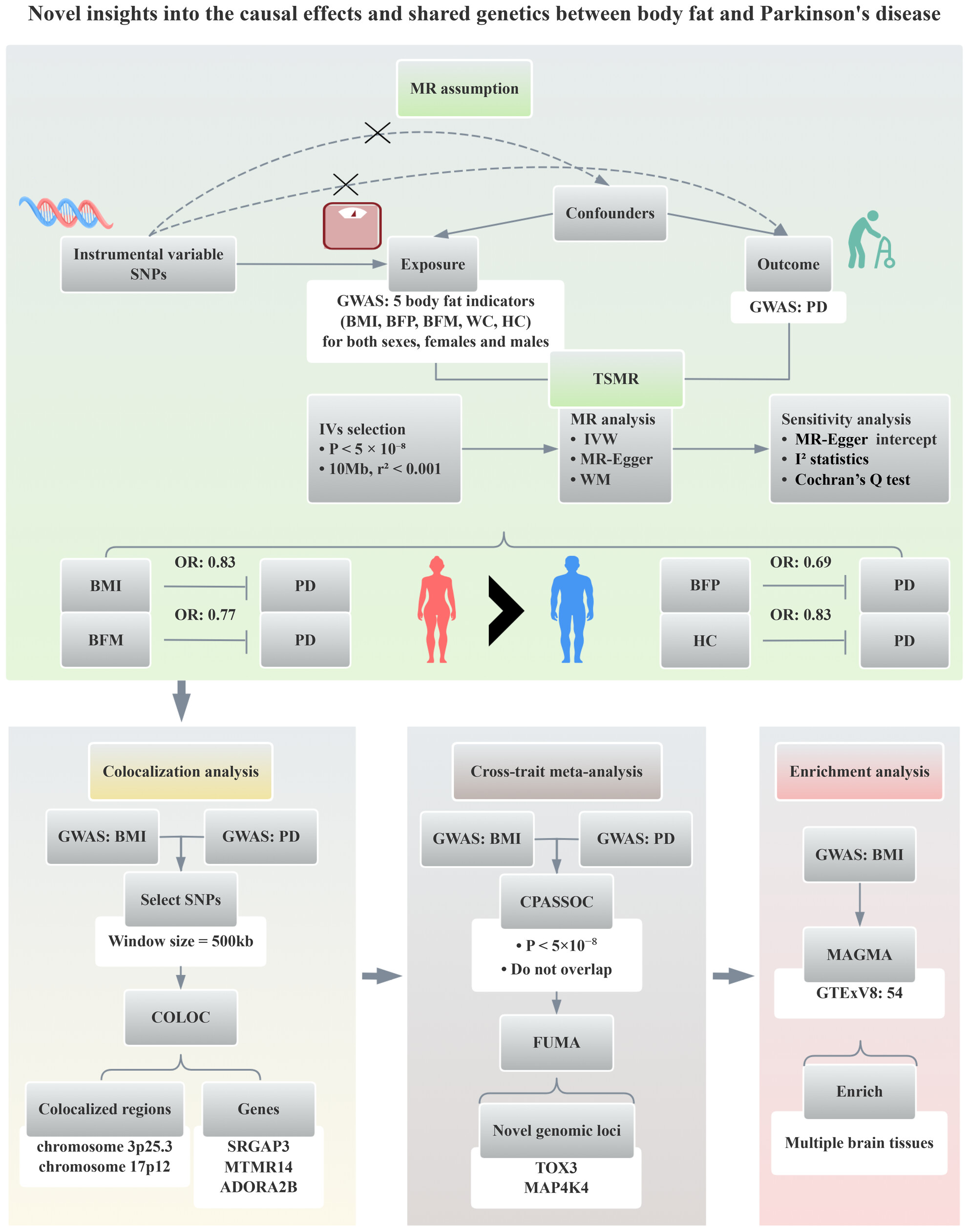 Novel Insights Into the Causal Effects and Shared Genetics Between Body Fat and Parkinson Disease
