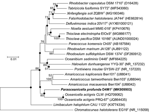 Physiological and genomic features of Paraoceanicella profunda gen. nov., sp. nov., a novel piezophile isolated from deep seawater of the Mariana Trench