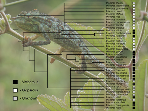 Evolutionary origins of viviparity in Chamaeleonidae