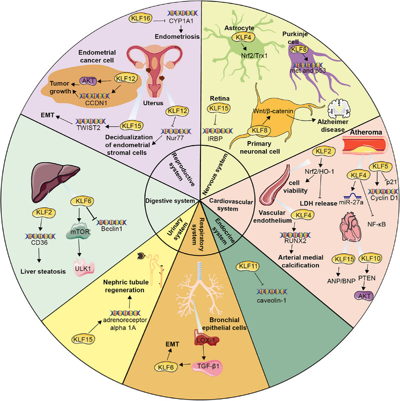 Krüppel-like factors family in health and disease