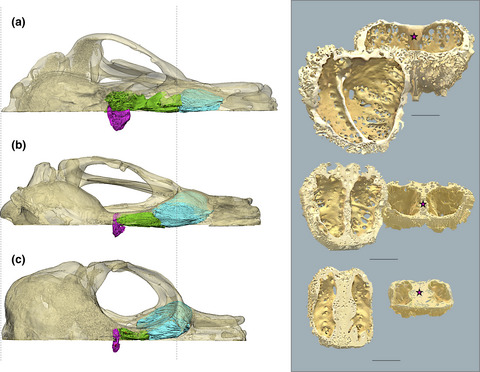 Olfaction at depth: Cribriform plate size declines with dive depth and duration in aquatic arctoid carnivorans