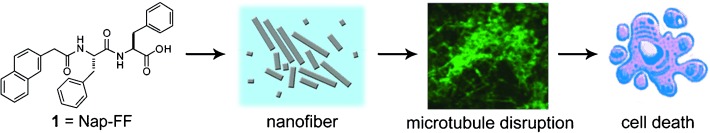 Disruption of the Dynamics of Microtubules and Selective Inhibition of Glioblastoma Cells by Nanofibers of Small Hydrophobic Molecules