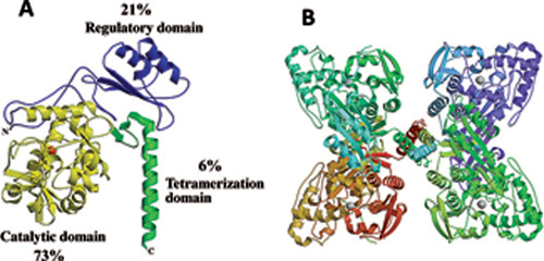 Tetrahydrobiopterin, its Mode of Action on Phenylalanine Hydroxylase, and Importance of Genotypes for Pharmacological Therapy of Phenylketonuria