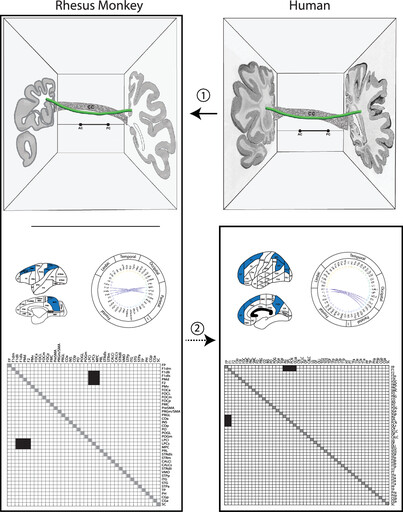 A proposed structural connectivity matrices approach for the superior fronto-occipital fascicle in the Harvard-Oxford Atlas comparative framework following the Pandya comparative extrapolation principle