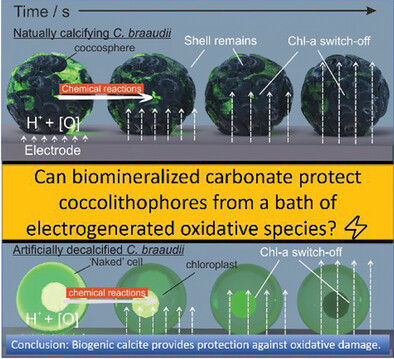 Calcifying Coccolithophore: An Evolutionary Advantage Against Extracellular Oxidative Damage