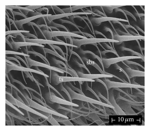 Details are in the caption following the image