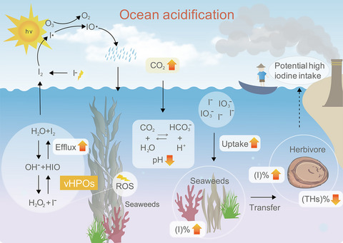 Ocean acidification increases iodine accumulation in kelp-based coastal food webs