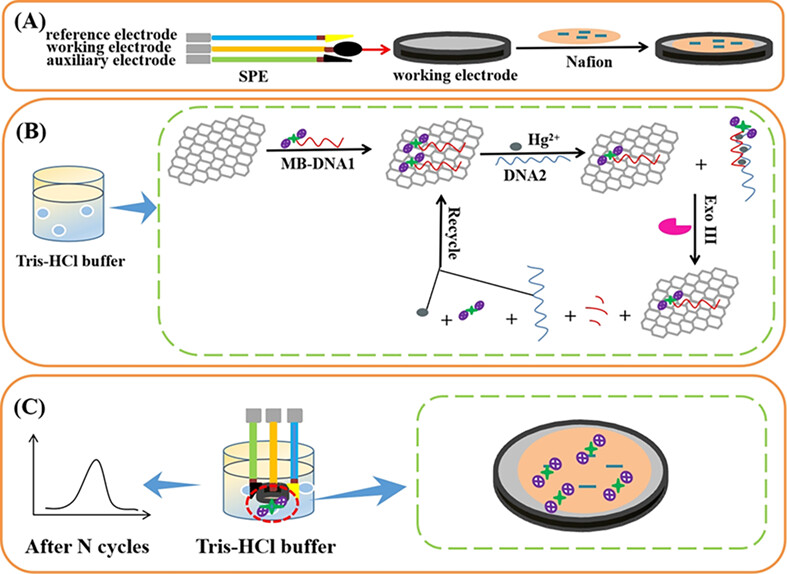 Screen-printed electrode-based homogeneous electrochemical aptasensor for mercury (II) based on reduced graphene oxide and exonuclease III-driven cyclic reaction