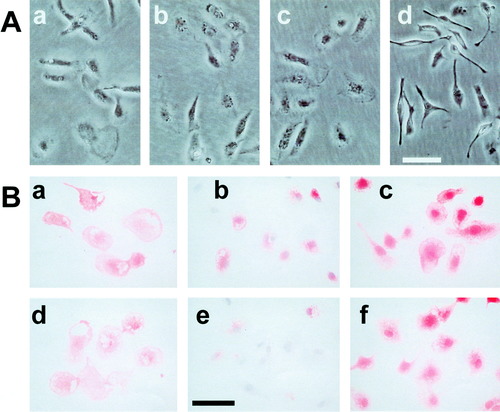 Details are in the caption following the image Details are in the caption following the image
