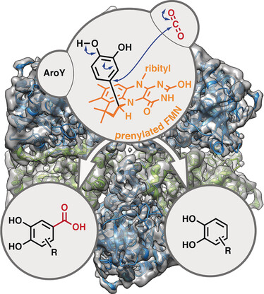 Regioselective para-Carboxylation of Catechols with a Prenylated Flavin Dependent Decarboxylase