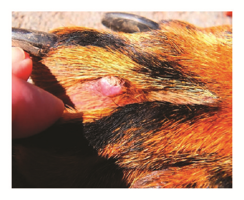 Details are in the caption following the image Details are in the caption following the image