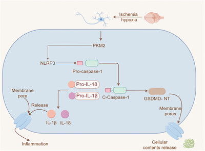 The Activation of PKM2 Induces Pyroptosis in Hippocampal Neurons via the NLRP3/Caspase-1/GSDMD Pathway in Neonatal Rats With Hypoxic-Ischemic Brain Injury