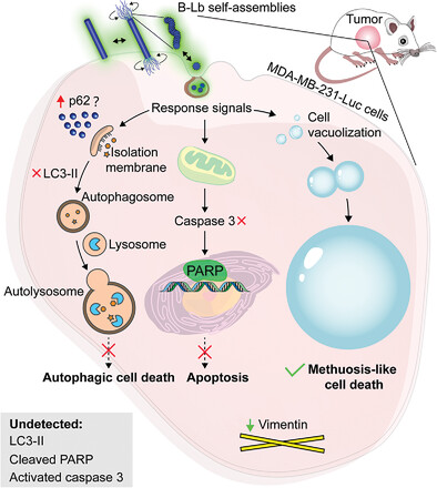 Microbial Lipopeptide Supramolecular Self-Assemblies as a Methuosis-Like Cell Death Inducer with In Vivo Antitumor Activity