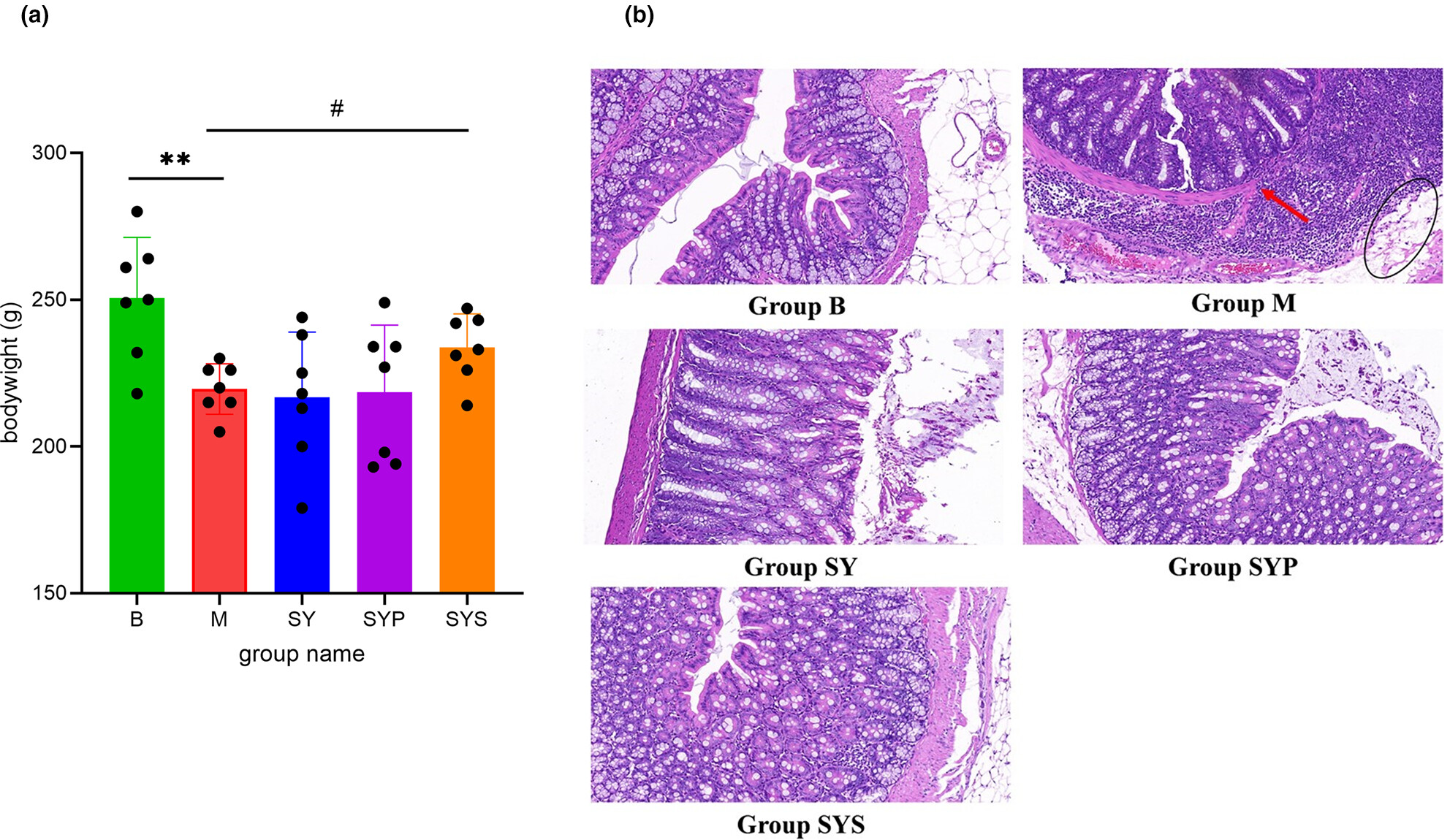 Dioscoreae Rhizoma starch improves chronic diarrhea by regulating the gut microbiotas and fecal metabolome in rats