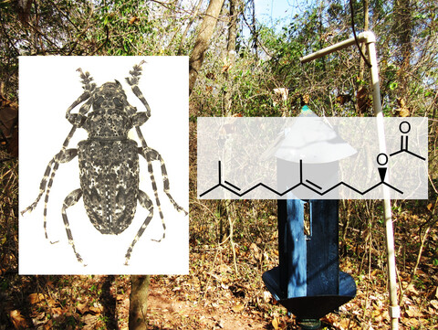 Enantiomers of fuscumol acetate comprise the aggregation-sex pheromone of the South American cerambycid beetle Psapharochrus maculatissimus, and likely pheromones of the cerambycids Eupromerella plaumanni and Hylettus seniculus