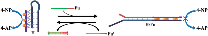 Regulating Catalytic Activity of DNA-Templated Silver Nanoclusters Based on their Differential Interactions with DNA Structures and Stimuli-Responsive Structural Transition