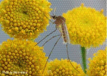 Mosquito phytophagy – sources exploited, ecological function, and evolutionary transition to haematophagy
