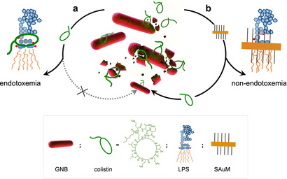A Supramolecular Trap to Increase the Antibacterial Activity of Colistin