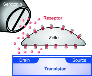 Ein rekombinanter Serotonin-Rezeptor auf einem Transistor als Prototyp fĂŒr zellbasierte Biosensoren