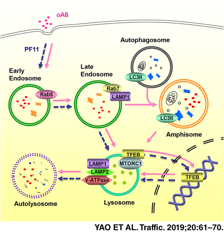 Pseudoginsenoside-F11 alleviates oligomeric β-amyloid-induced endosome-lysosome defects in microglia