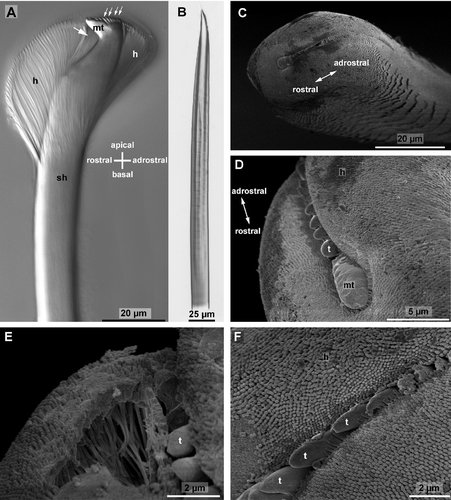 Details are in the caption following the image Details are in the caption following the image