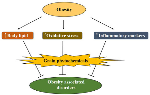 Obesity-associated biochemical markers of inflammation and the role of grain phytochemicals