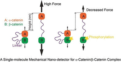 Phosphorylation Reduces the Mechanical Stability of the α-Catenin/ β-Catenin Complex