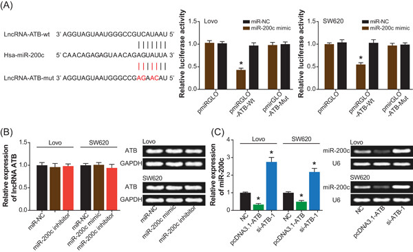 Regulatory effects of lncRNA ATB targeting miR-200c on proliferation and apoptosis of colorectal cancer cells