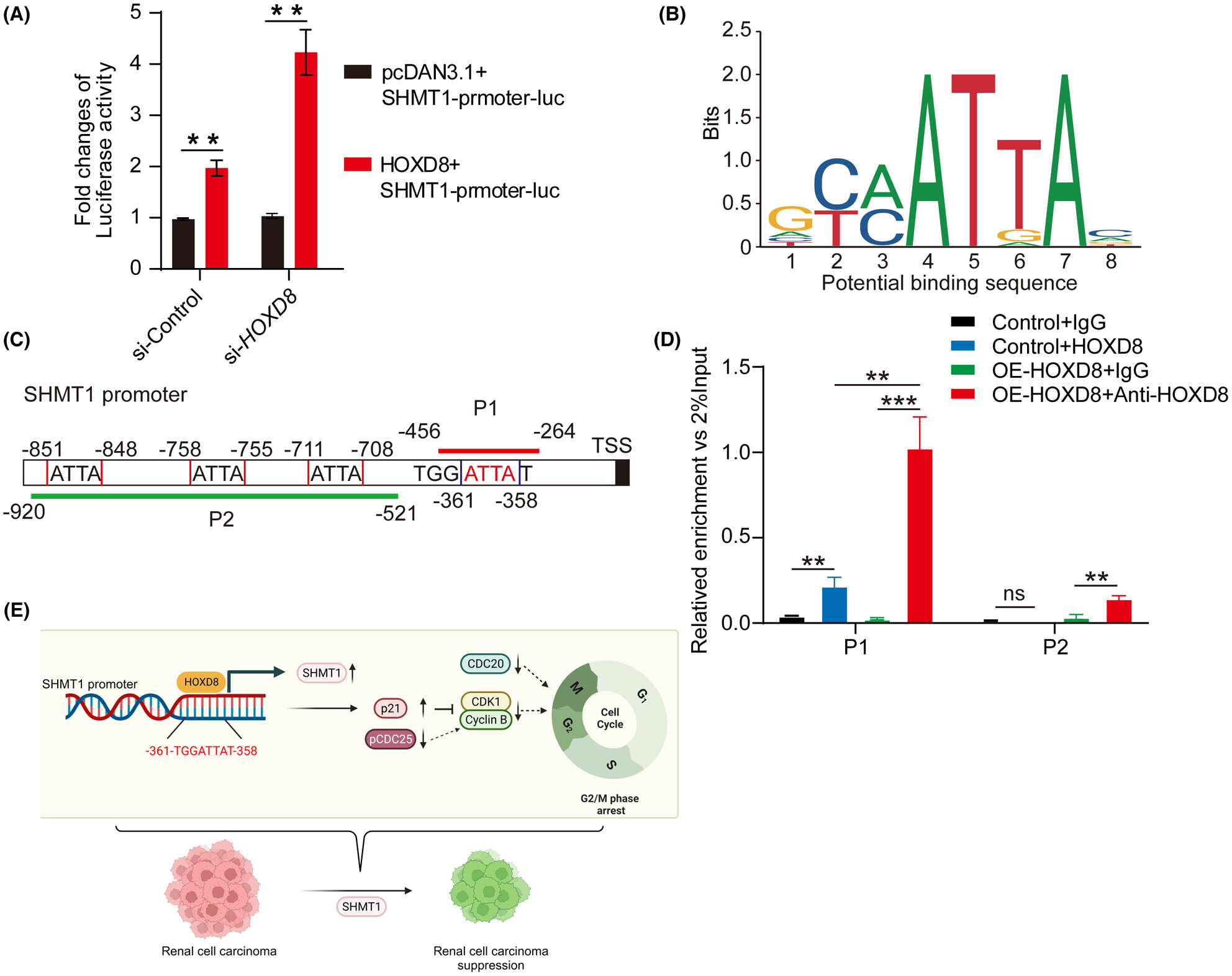 HOXD8 suppresses renal cell carcinoma growth by upregulating SHMT1 expression