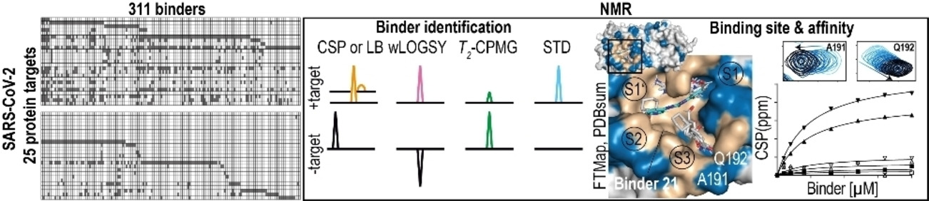 Comprehensive Fragment Screening of the SARS-CoV-2 Proteome Explores Novel Chemical Space for Drug Development