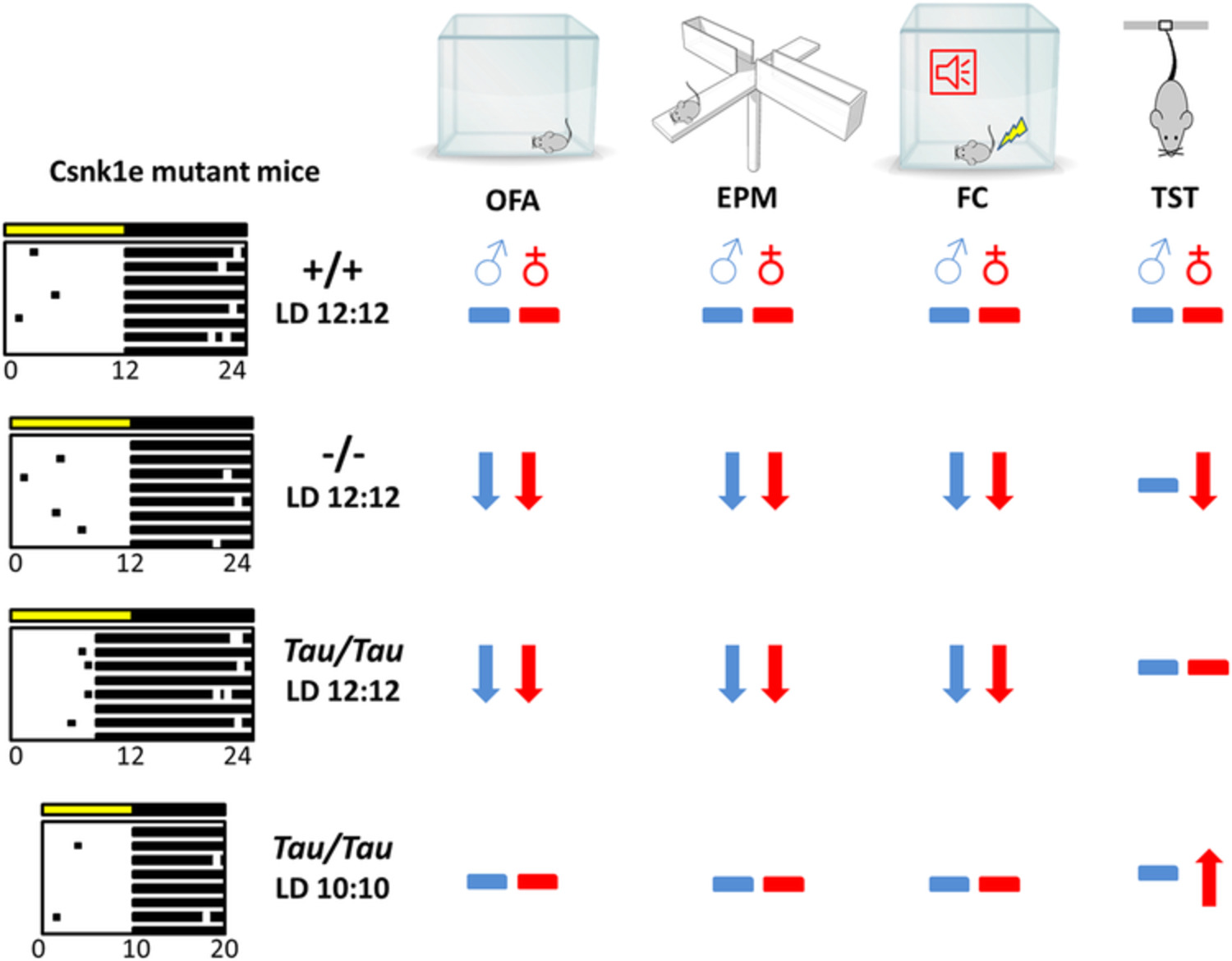Casein kinase 1 epsilon and circadian misalignment impact affective behaviours in mice