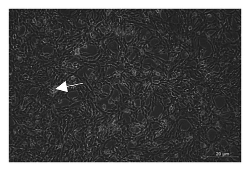 Details are in the caption following the image