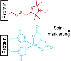 The Double-Histidine Cu2+-Binding Motif: A Highly Rigid, Site-Specific Spin Probe for Electron Spin Resonance Distance Measurements