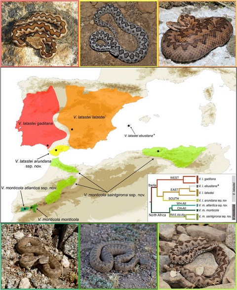 Integrative taxonomy reveals two species and intraspecific differentiation in the Vipera latastei–monticola complex