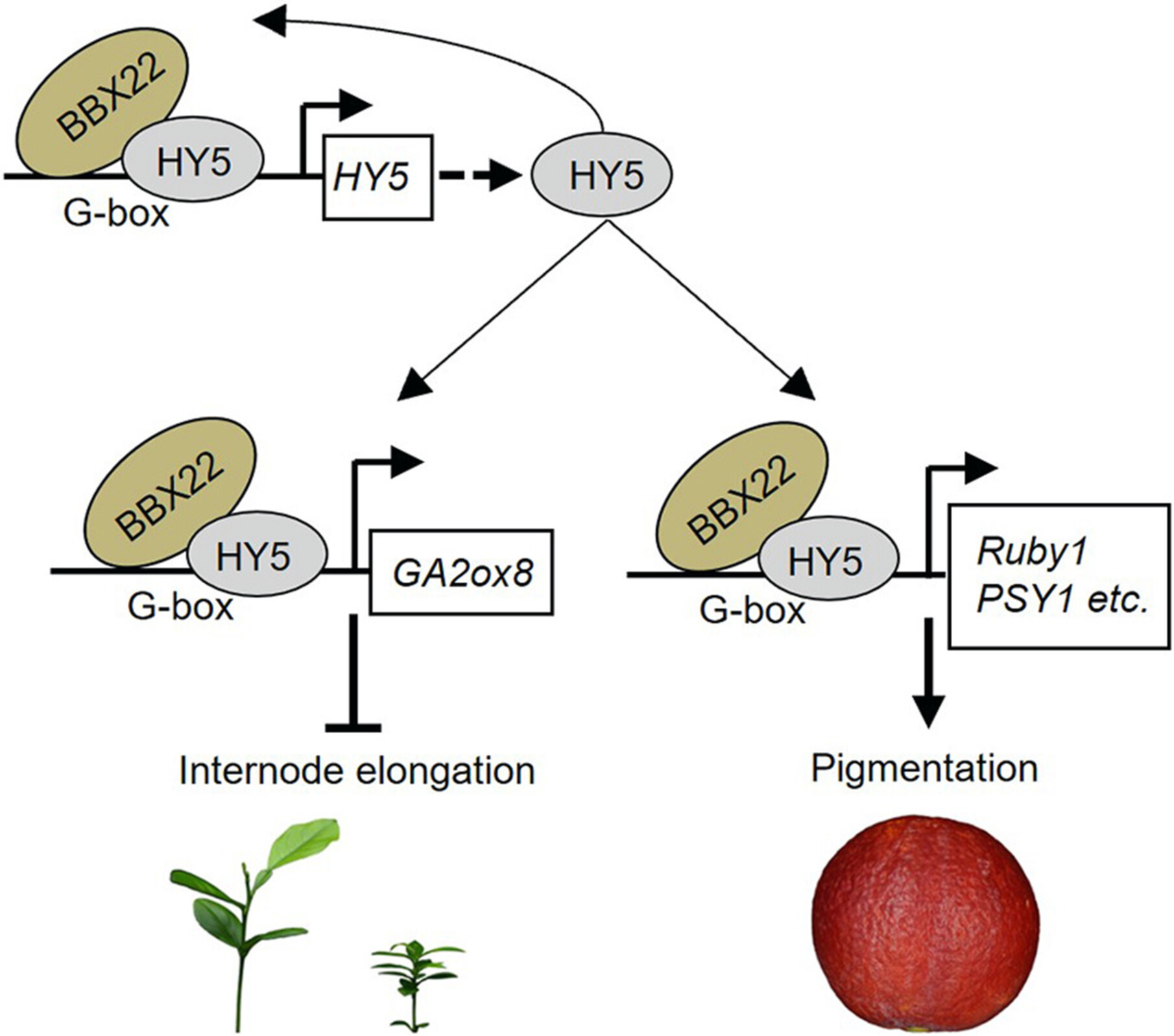 A transcriptional cascade involving BBX22 and HY5 finely regulates both plant height and fruit pigmentation in citrus