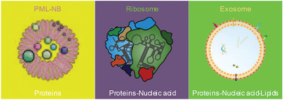 Intracellular aggregations of biological elements: From simple to complex Issue 3, 2021