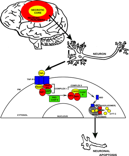 Details are in the caption following the image Details are in the caption following the image