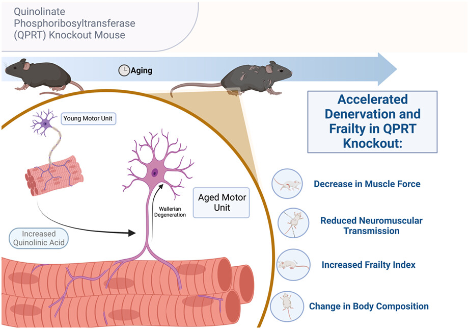 Deletion of quinolinate phosphoribosyltransferase gene accelerates frailty phenotypes and neuromuscular decline with aging in a sex-specific pattern