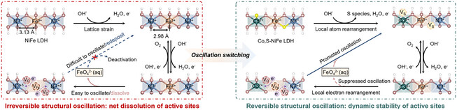 Reversible Structural Oscillation Mediates Stable Oxygen Evolution Reaction