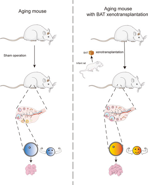 Single xenotransplant of rat brown adipose tissue prolonged the ovarian lifespan of aging mice by improving follicle survival