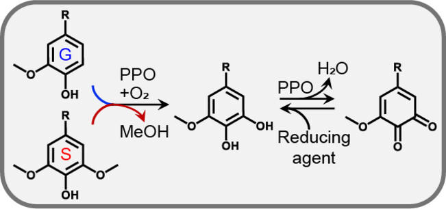 Polyphenol Oxidase Activity on Guaiacyl and Syringyl Lignin Units