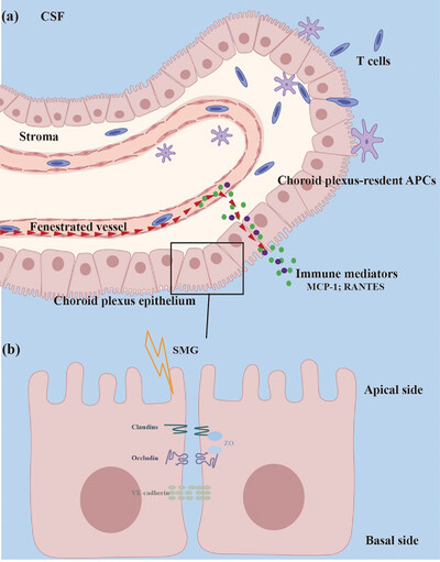 Simulated microgravity-induced dysregulation of cerebrospinal fluid immune homeostasis by disrupting the blood–cerebrospinal fluid barrier